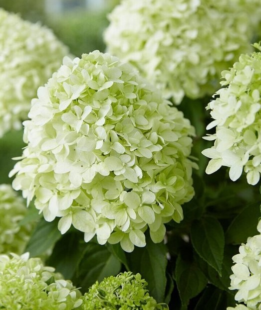 Гортензия метельчатая Литтл Споки